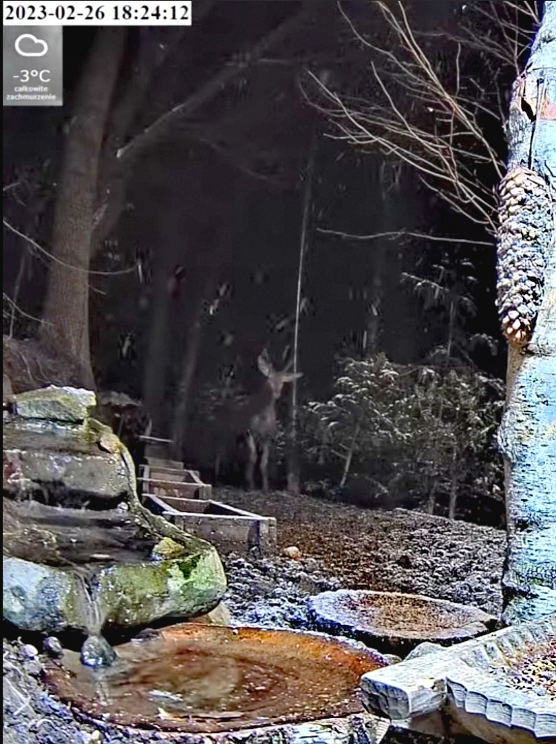 livebirdspoland_696de85fa0ba142ec4ee0c4fd4930b11.jpg