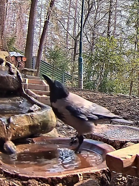 livebirdspoland_72146fd337c3b29079c1e0fa0d374033.jpg