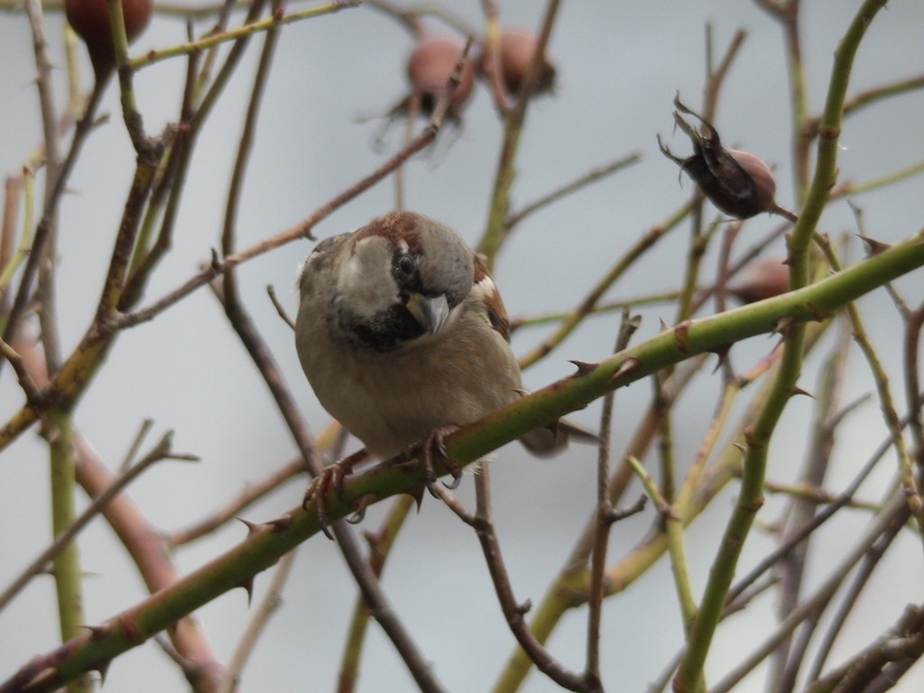 livebirdspoland_71b3388ee79152b206f74ac597bee719.jpg