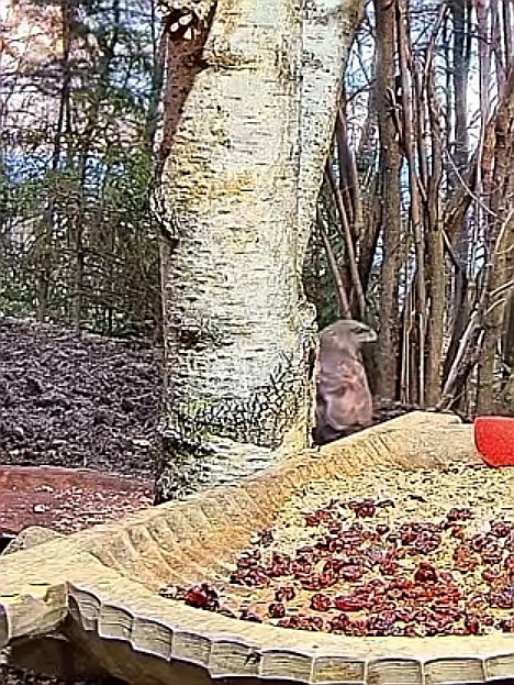 livebirdspoland_8900cdde4b0f8e430d08ca33565700d6.jpg
