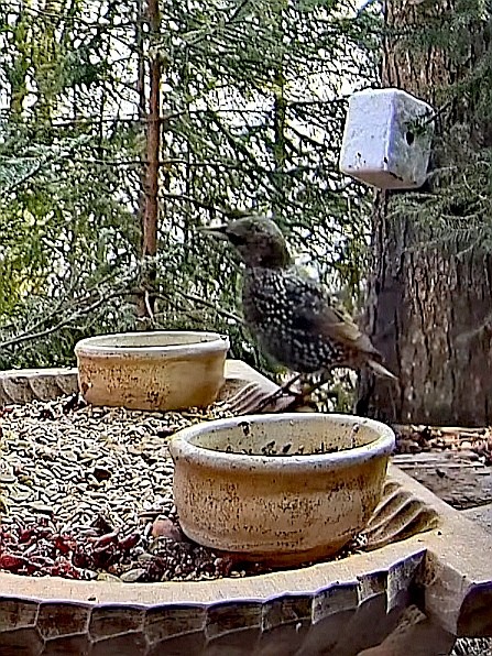 livebirdspoland_b4c0992275598e874e480cf558247c93.jpg