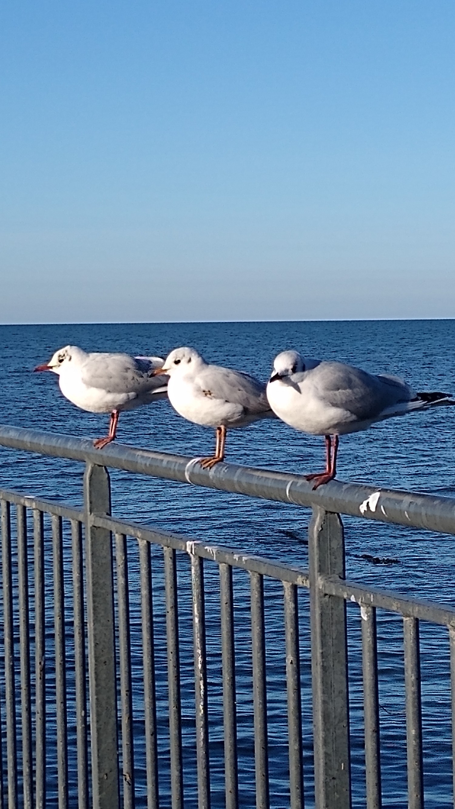 livebirdspoland_35a246f9d8fd86c87e3d333d609afffd.jpg