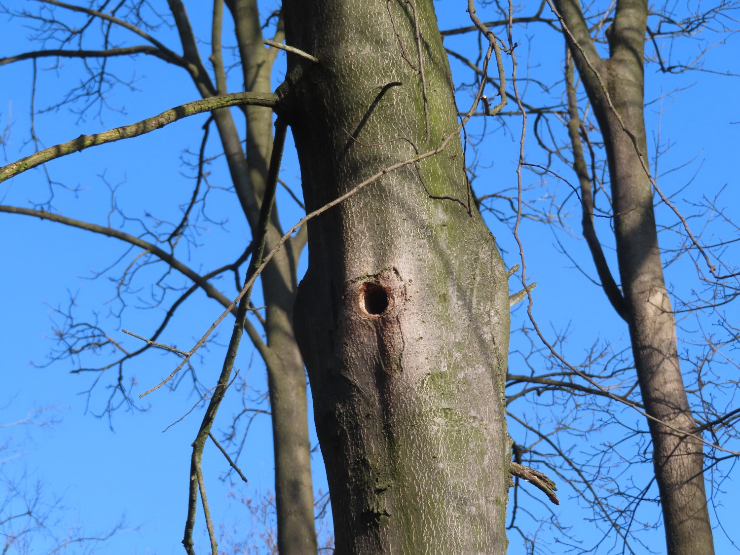 livebirdspoland_3dee41599049c6997393e2ec3bd6af73.jpg