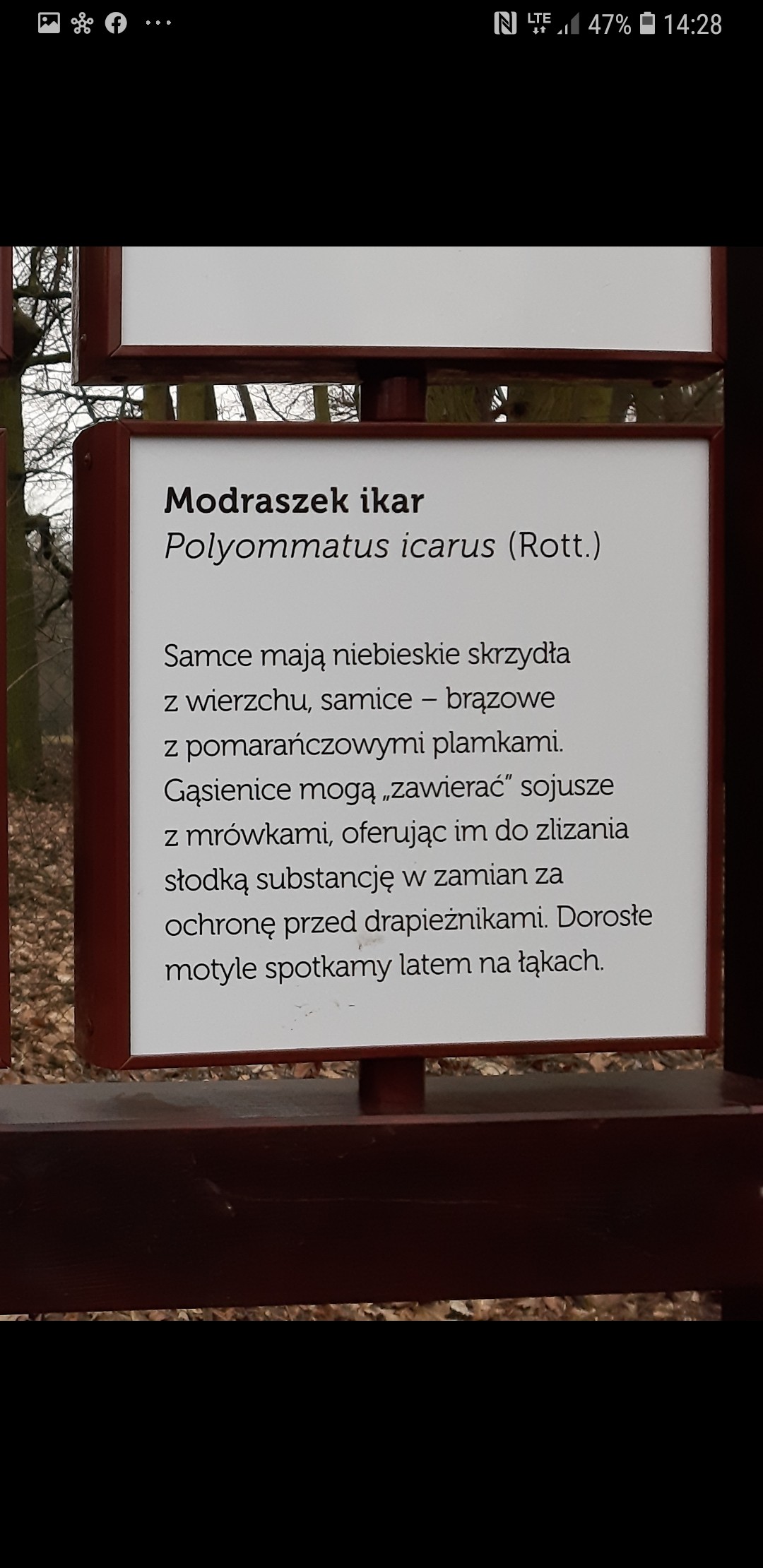 livebirdspoland_53677eda7f0c32a417d82c766c6830d9.jpg