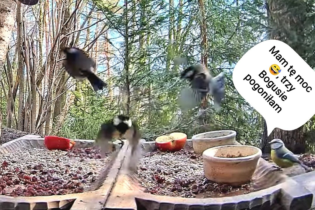 livebirdspoland_cec13143f709f7a800a8f6cc513642b4.jpg