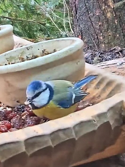 livebirdspoland_f33fca80a69d8cfd2e37d4c145b94978.jpg
