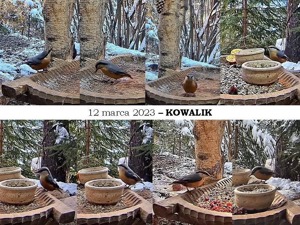 livebirdspoland_834729707171dcb991b3c2f4bd6f0580.jpg