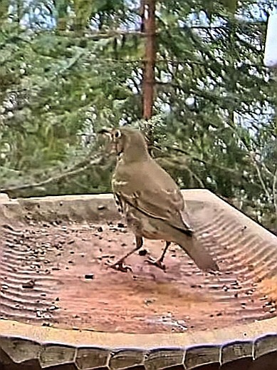 livebirdspoland_0cb3973766b26a1b3431295a5e82355a.jpg