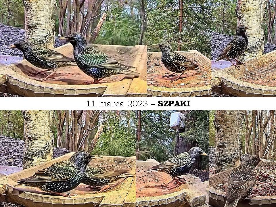 livebirdspoland_3286bf8bafbff2ad3412b5704b43e6f0.jpg