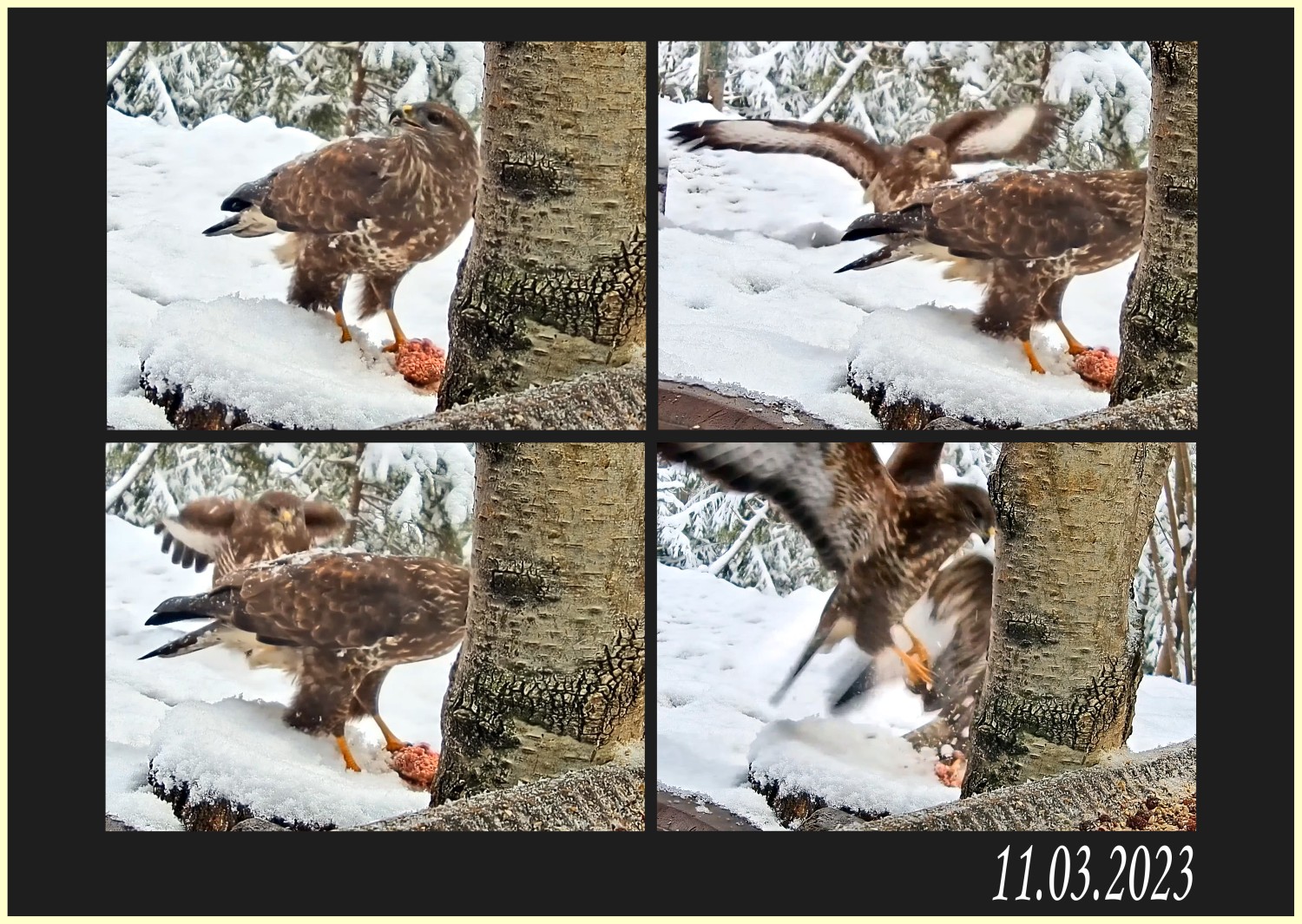 livebirdspoland_dfc1e5b296f27fb1499ef8a3316b1b49.jpg