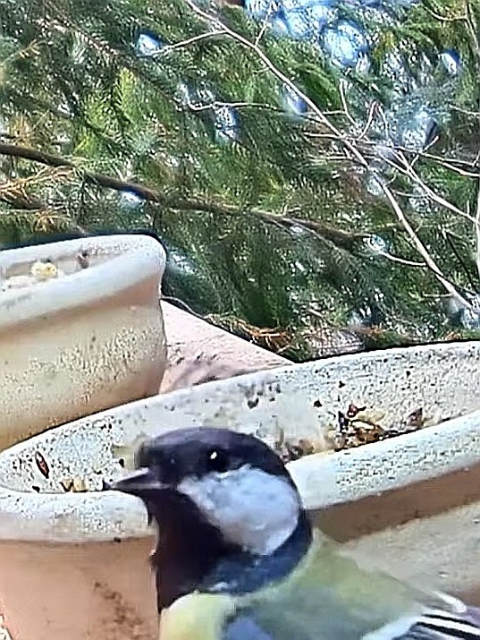 livebirdspoland_d4dda01f4751abf79e7c1cfc9b999e8d.jpg