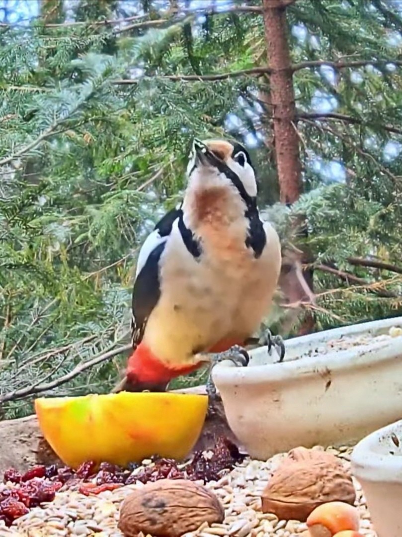 livebirdspoland_7826f19b33b2ec98f414c3b2b40b5e11.jpg