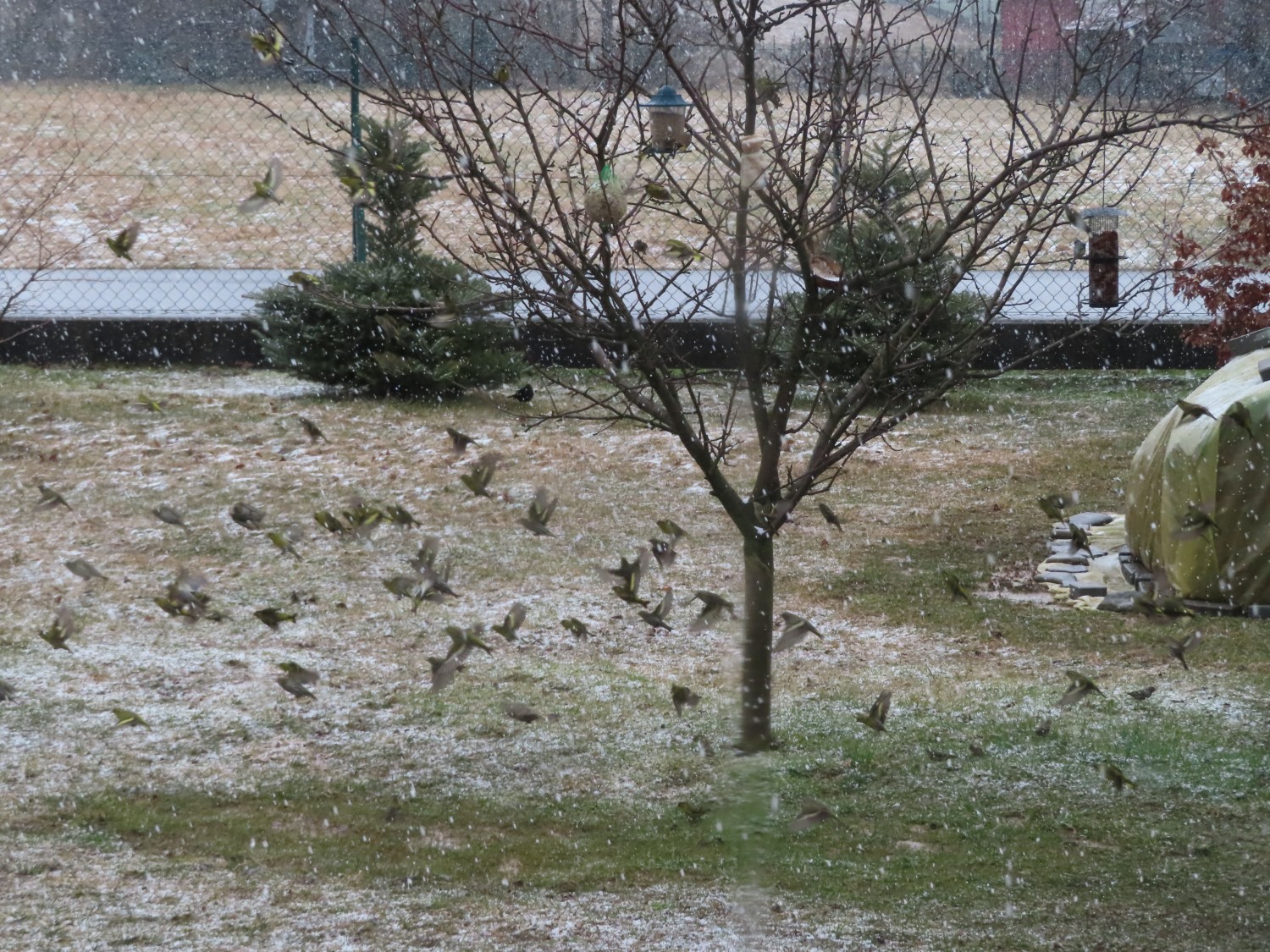 livebirdspoland_dc06962615ffe00feecb2a4b8a237465.jpg