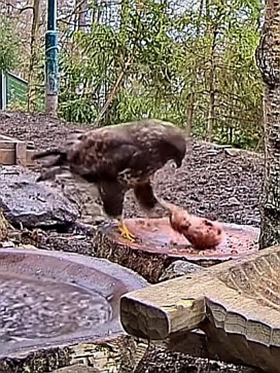 livebirdspoland_cc8860cf5f2d139e6d35c735df8c3c67.jpg