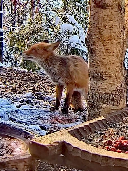 livebirdspoland_08a1ca4b7238c3420dddd32dd7dc88c9.jpg