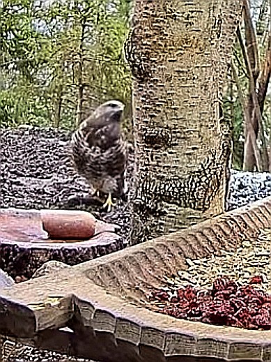 livebirdspoland_197d017a3506ca818e5e47c9eac13046.jpg