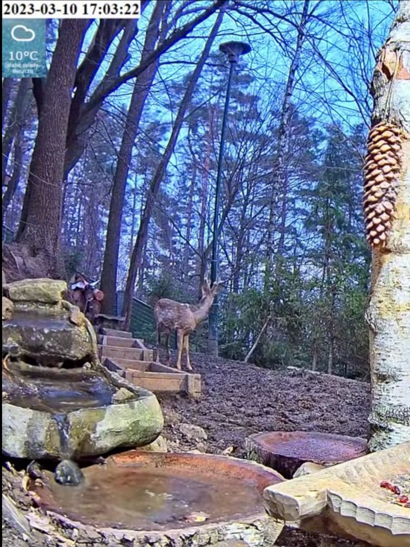 livebirdspoland_c1a862a0974bb0870eb167404d9580e1.jpg