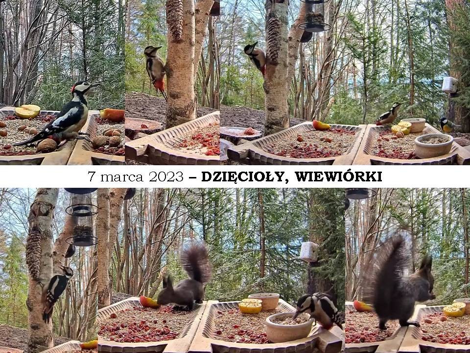 livebirdspoland_ba736f94ce808bfb8fb9380c7a59faad.jpg