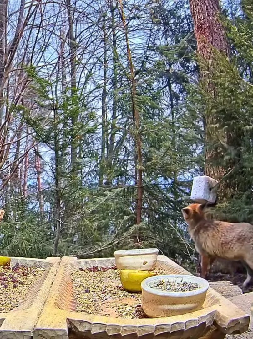 livebirdspoland_7eb642f10181748f99094d60bbb27339.jpg