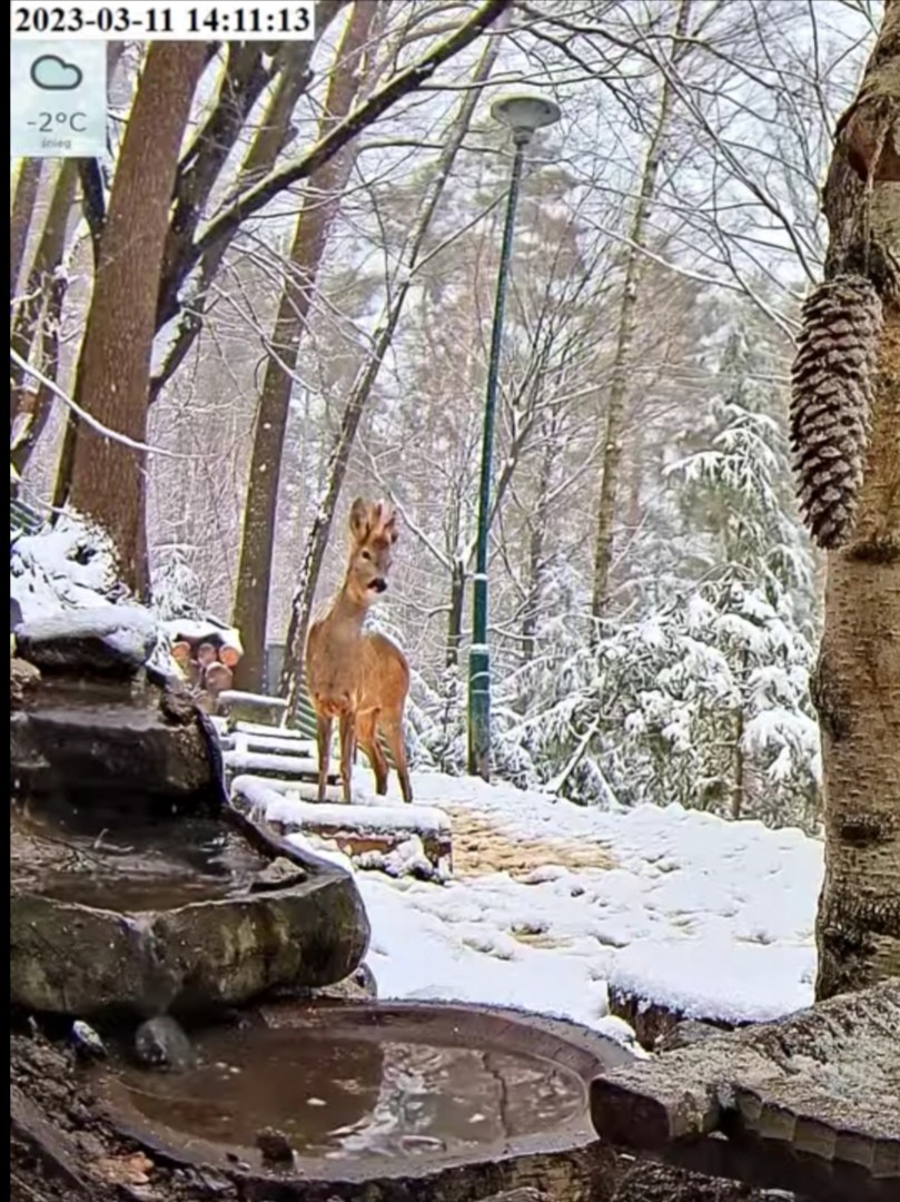 livebirdspoland_c295c26ddd34ca205c3ecfeac3a729c1.jpg