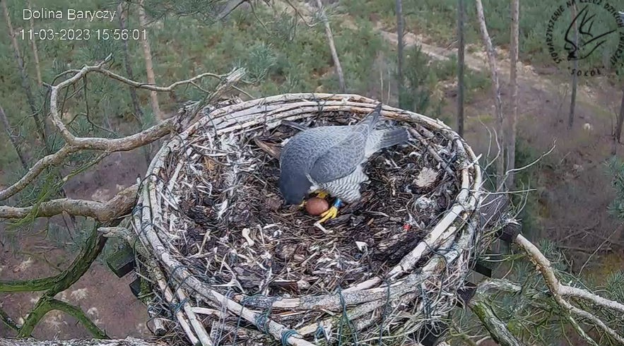 livebirdspoland_ba8d91d7fca35cb919b5ae10068f0392.jpg
