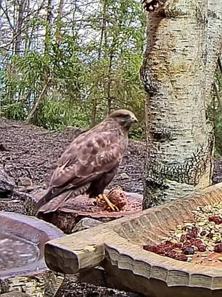 livebirdspoland_47578dc08f78e564ae5fc713af489caf.jpg