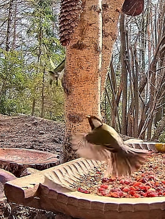 livebirdspoland_02bb8b499f5b69bff6d5db7340551653.jpg