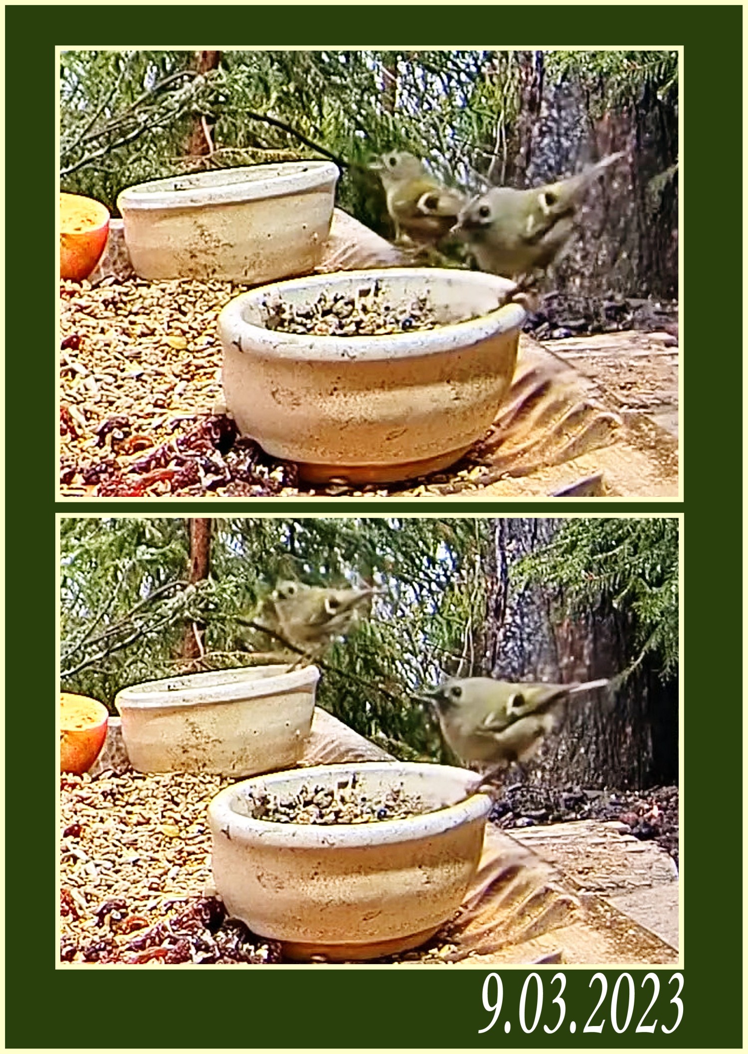 livebirdspoland_149cc26e00c9f18e5f3be87b70af51f2.jpg