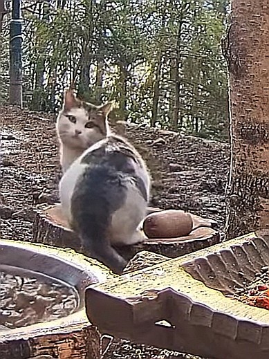 livebirdspoland_4a204220fa72a4f7fc2291c1aae46c66.jpg
