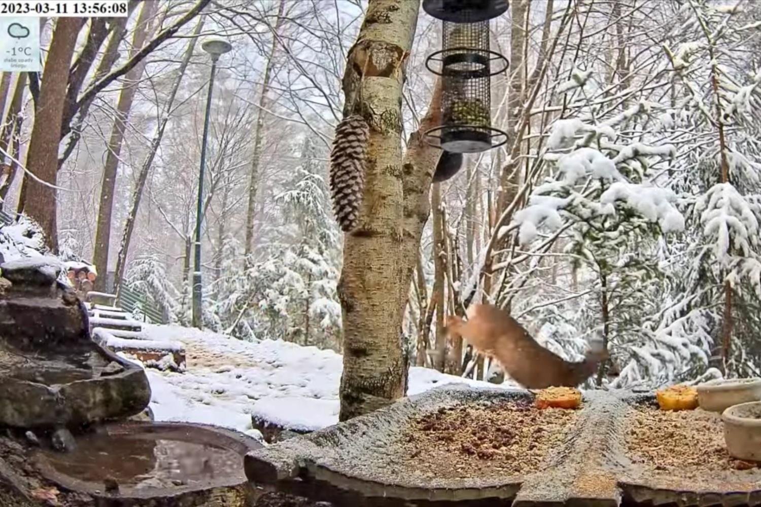 livebirdspoland_0d3aeb0371eab4731793e71c3df94b16.jpg