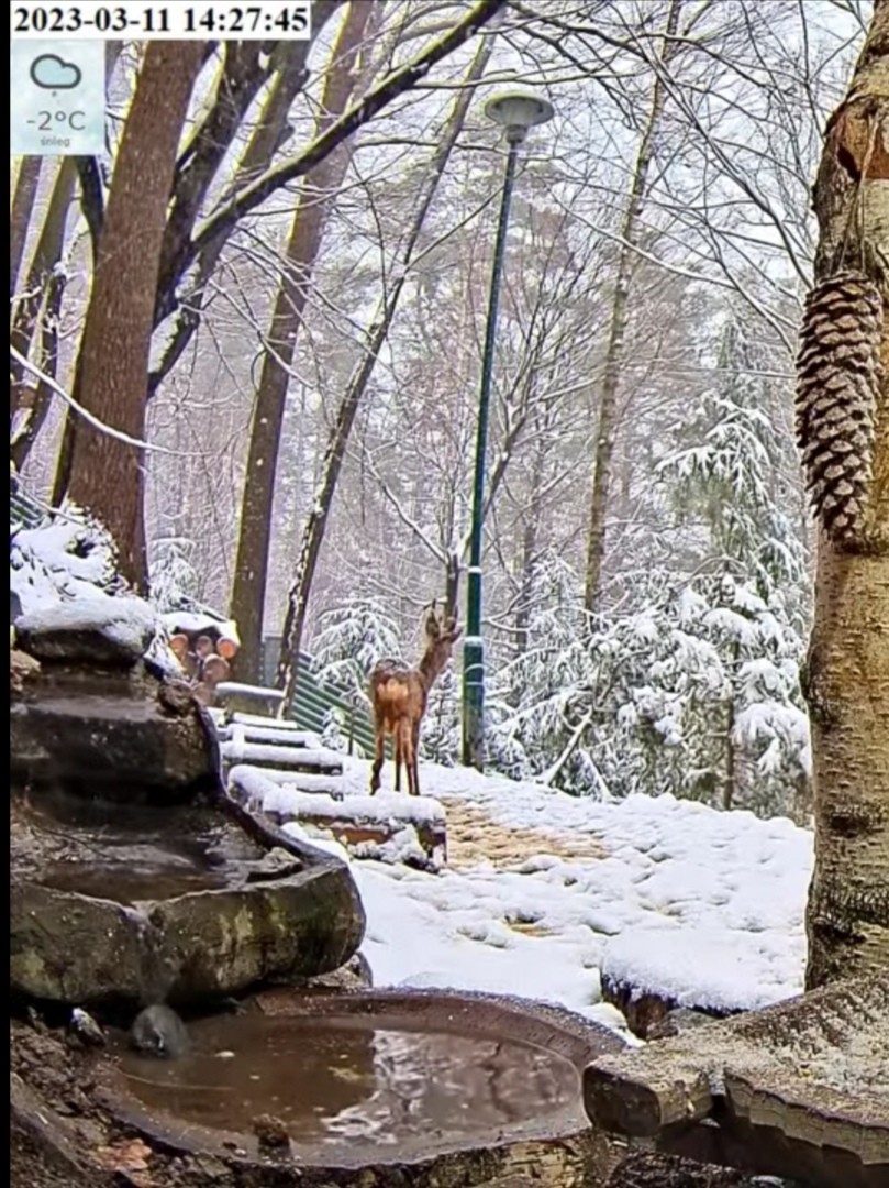 livebirdspoland_ba7b1ea09ea9a0884e6e611cbae91903.jpg