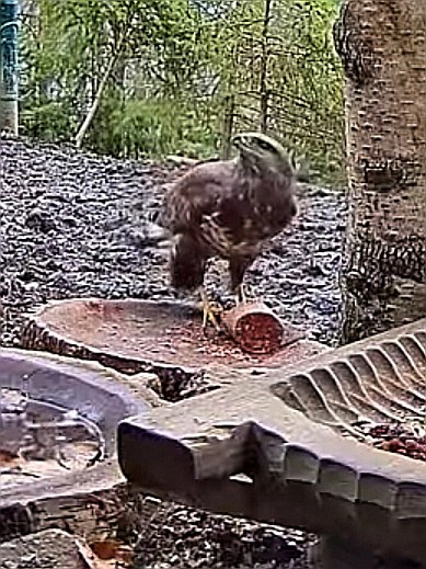 livebirdspoland_5813138b9c405c342b43d2729249b3e5.jpg