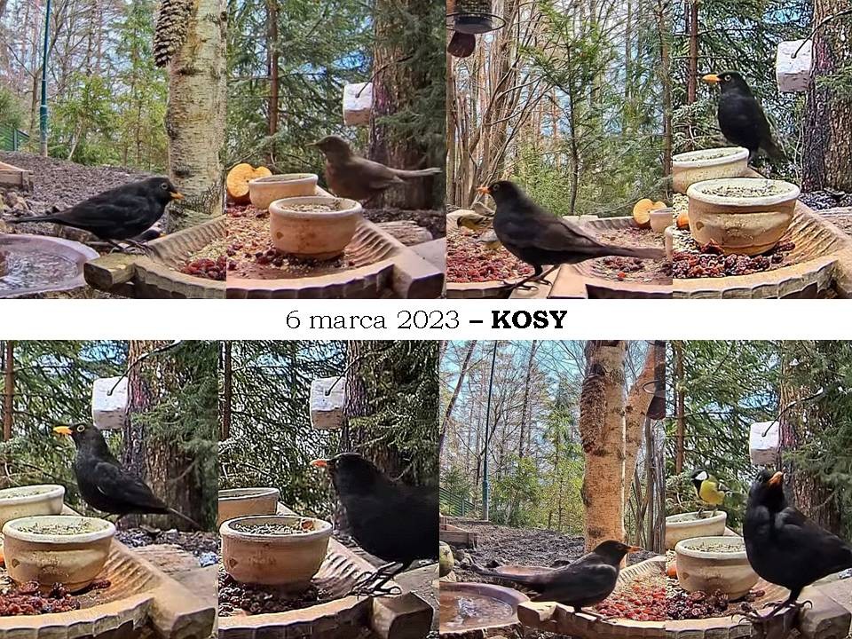 livebirdspoland_c59567d257d6c1adc28db8940f159321.jpg