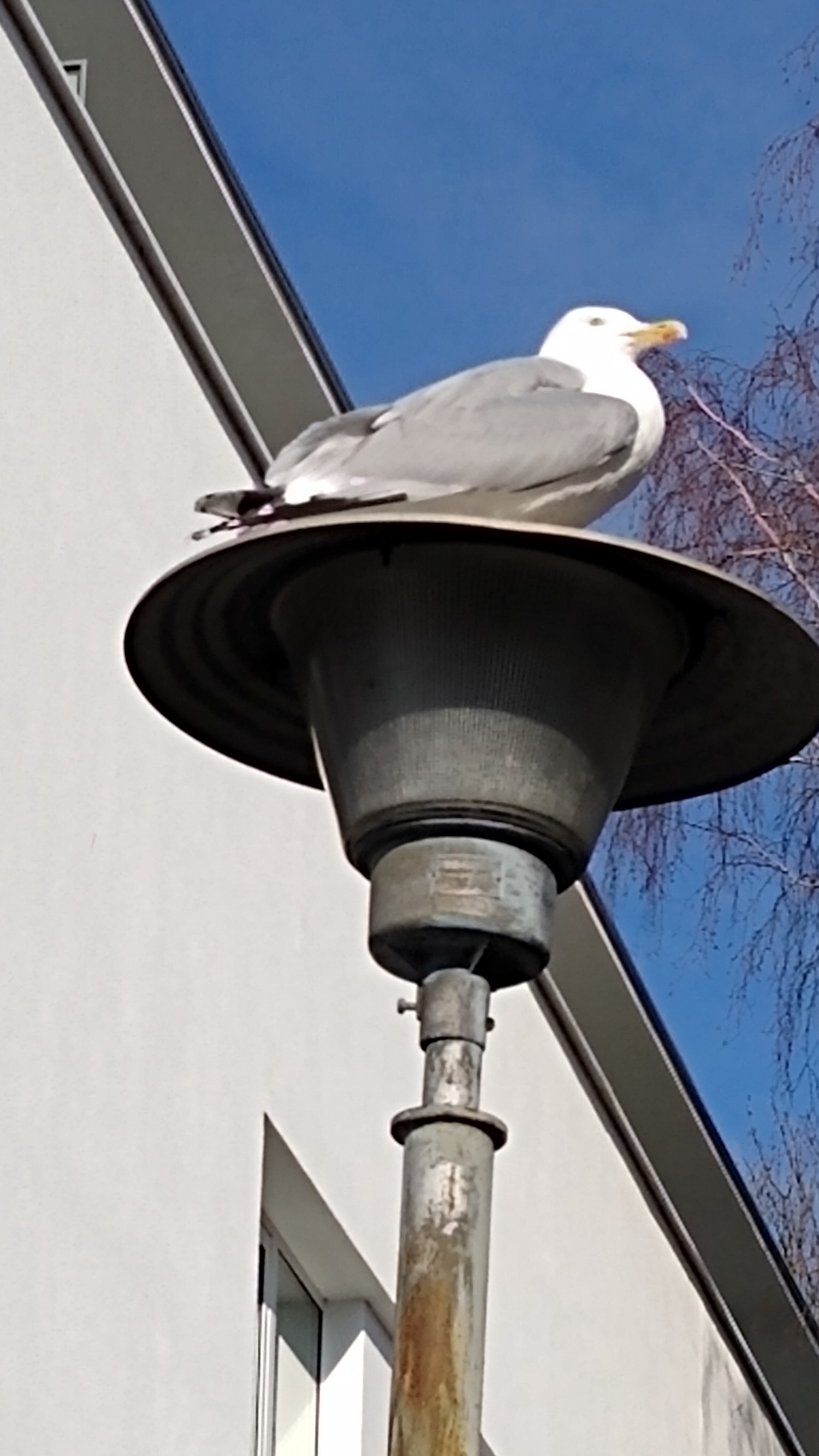 livebirdspoland_81af5523108737992c22a1f12ab2a446.jpg