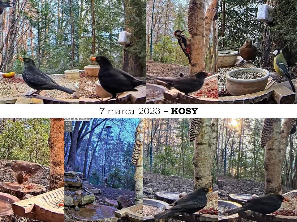 livebirdspoland_3225a014e0aa8d14665485cb25d4973f.jpg