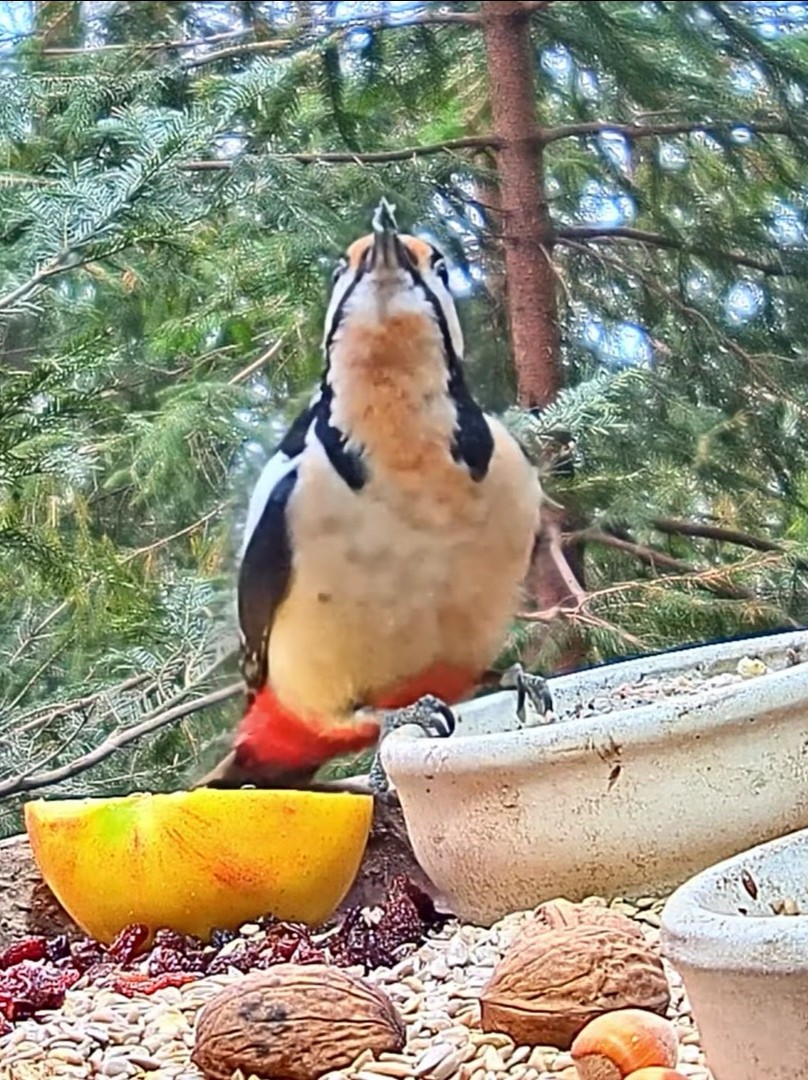livebirdspoland_64e88caeef3b5c000b69a807ebbd315a.jpg