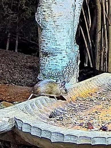 livebirdspoland_34ca74d545334f3a8d0d9b668ae411c0.jpg