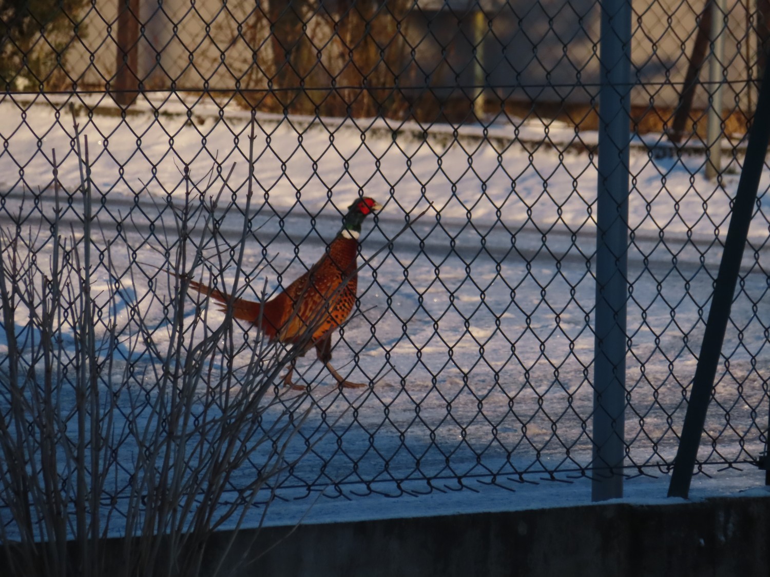 livebirdspoland_b6e0151072842608fe749b3ee8557167.jpg