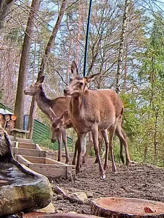 livebirdspoland_9dc5745b8892554acaa3a0a8a03bc226.jpg