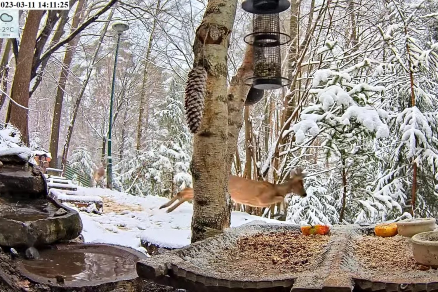 livebirdspoland_a4cf67c9223bf1165770495c2c83ba62.jpg
