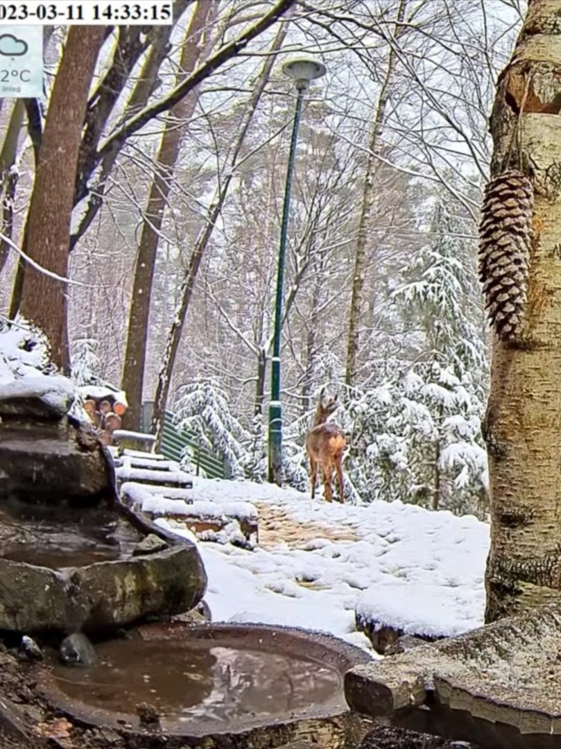 livebirdspoland_ac76a801490843c0a2c9b600090f3337.jpg