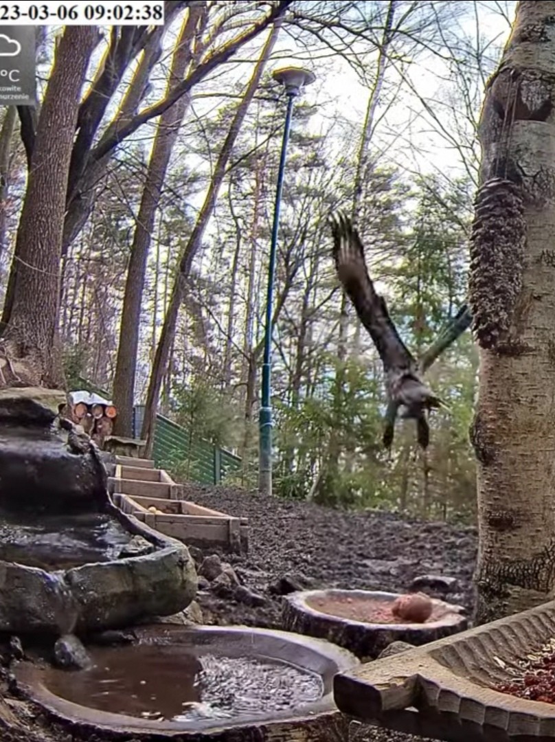 livebirdspoland_4a967475eba65da3e757a8f03354fb8c.jpg