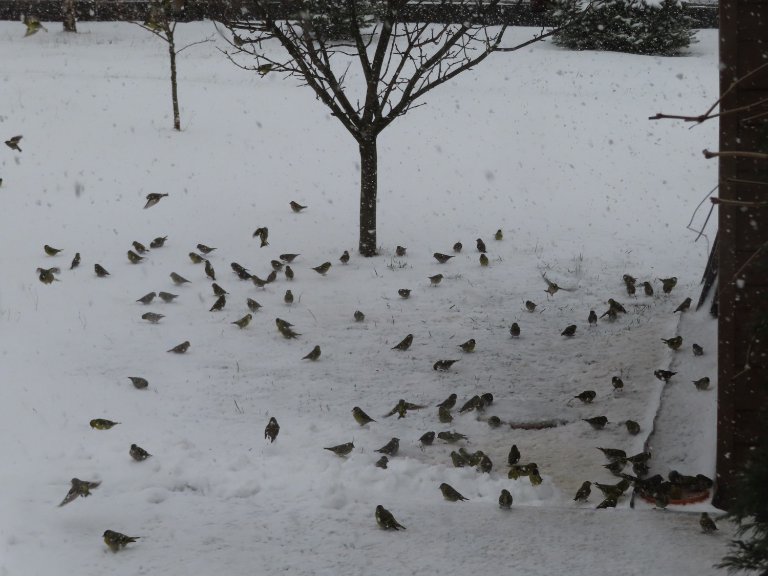 livebirdspoland_64a0b53f6a1b4e27f91ed4956c8c13f8.jpg