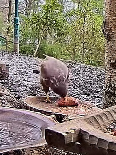 livebirdspoland_d32f1c115ae6a6a38a4837382a82f25f.jpg