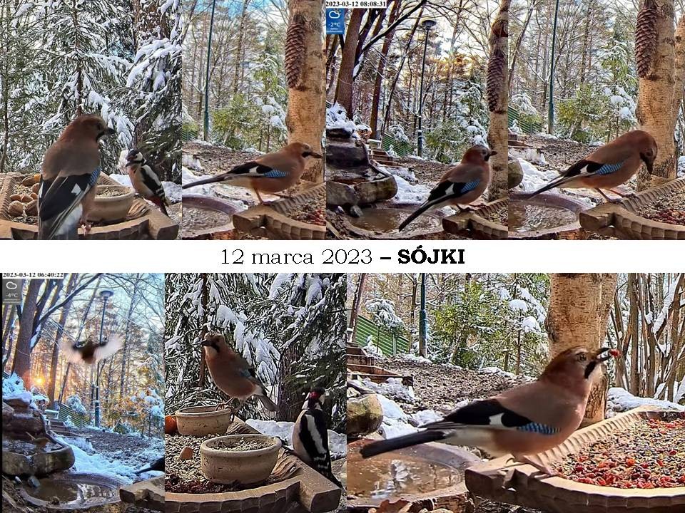 livebirdspoland_02cbf2f362e7919bc4768ebec0e6f68e.jpg