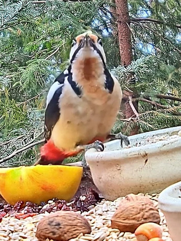 livebirdspoland_1c63080bc63f73f87d90192862384158.jpg