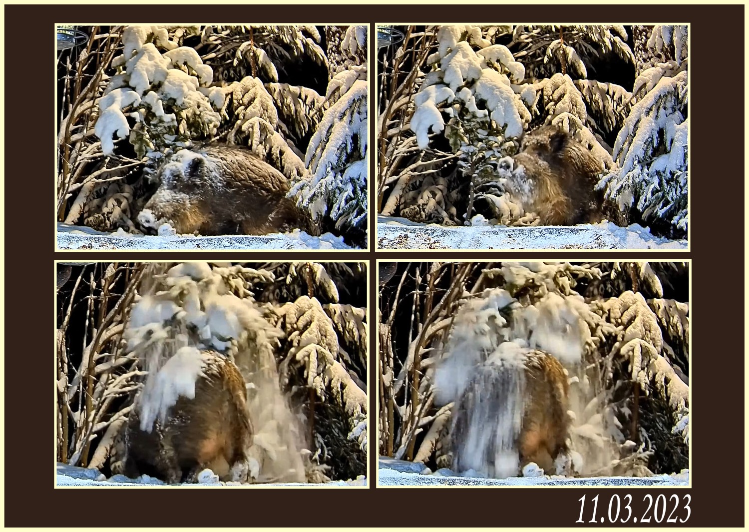 livebirdspoland_bb230553b63058221b46231add257770.jpg