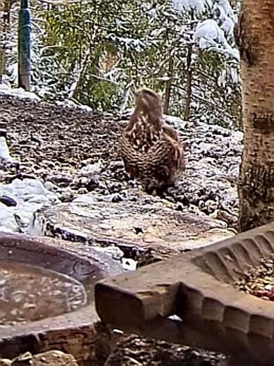 livebirdspoland_eedc182c6a5a76ba0086258cab0dffe7.jpg