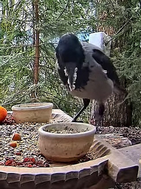 livebirdspoland_b7d6fa5c45d183cdbcf872ba7fc96132.jpg