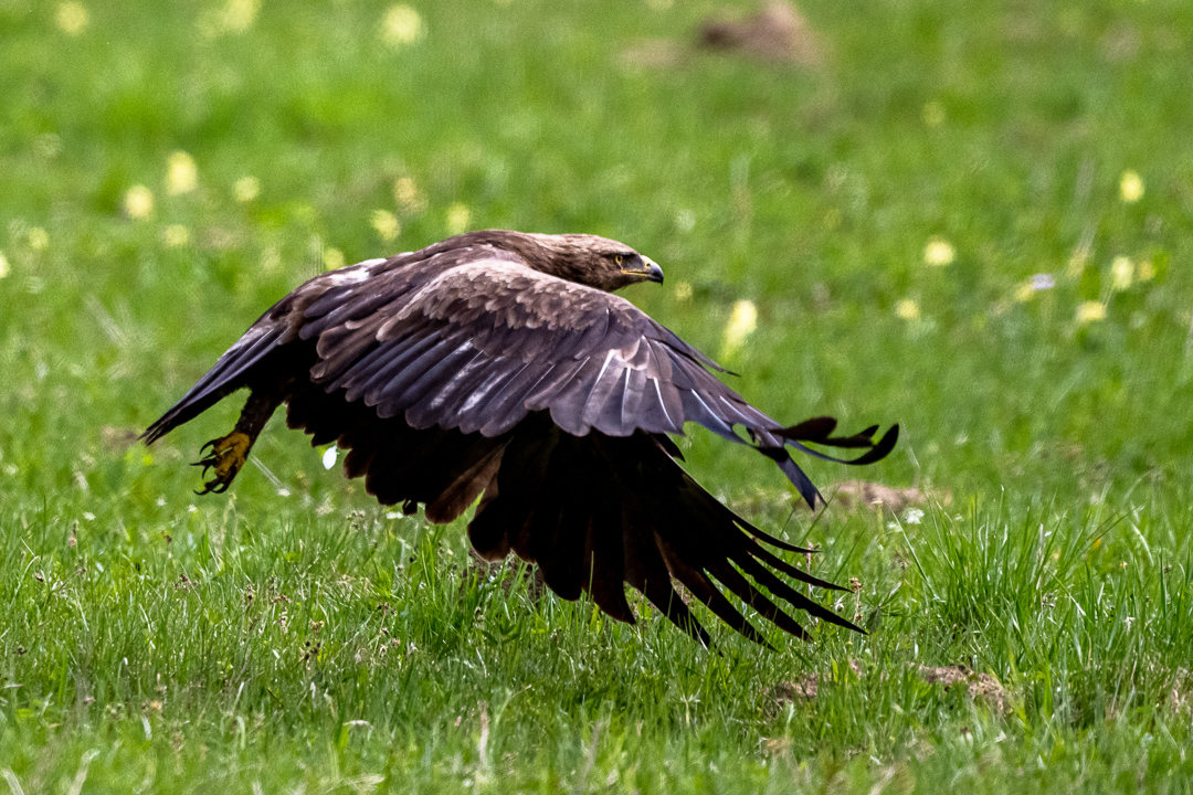 livebirdspoland_53978e332c3b872655df1938a32a632d.png